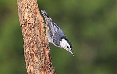 White-breasted Nuthatch